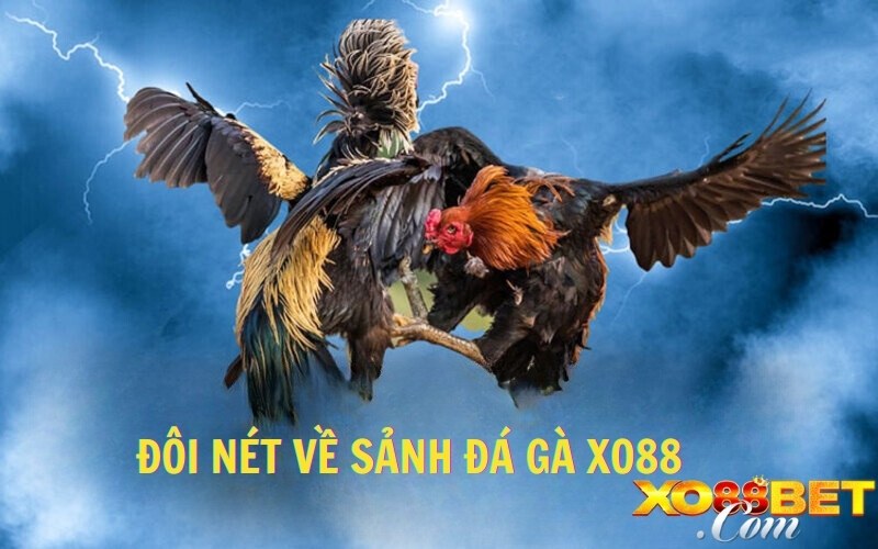 Đôi nét về sảnh đá gà 