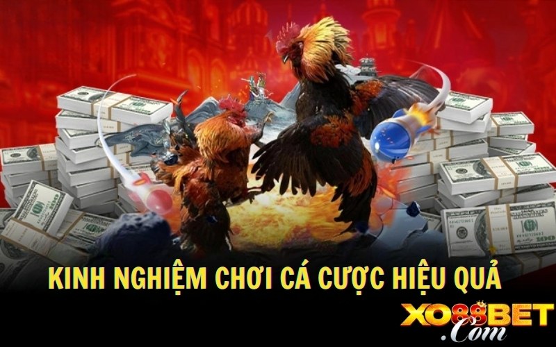 Kinh nghiệm chơi cá cược hiệu quả 