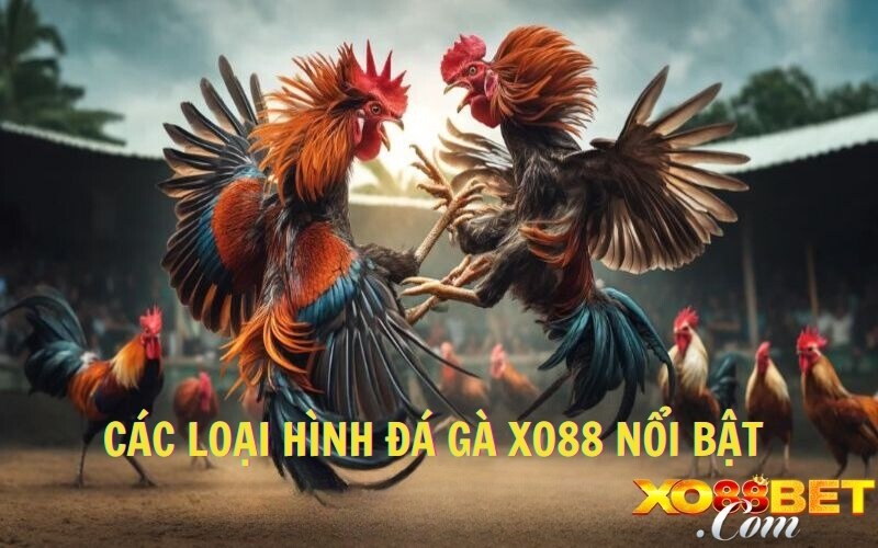 Các loại hình chọi gà nổi bật 