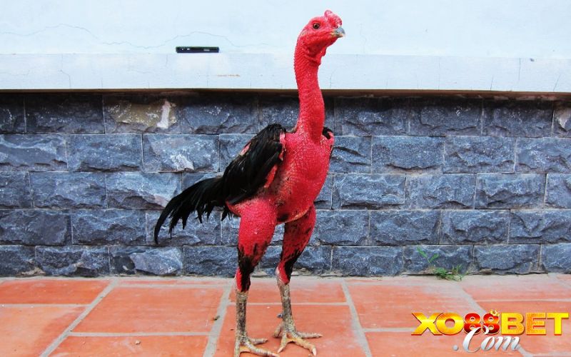 Kinh nghiệm xem tướng gà chọi cho người mới bắt đầu