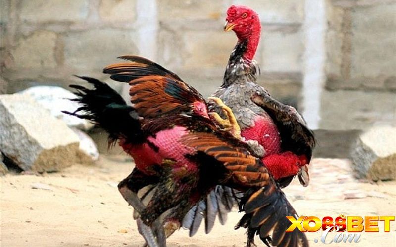 Dự đoán chiến thuật và khả năng phục hồi