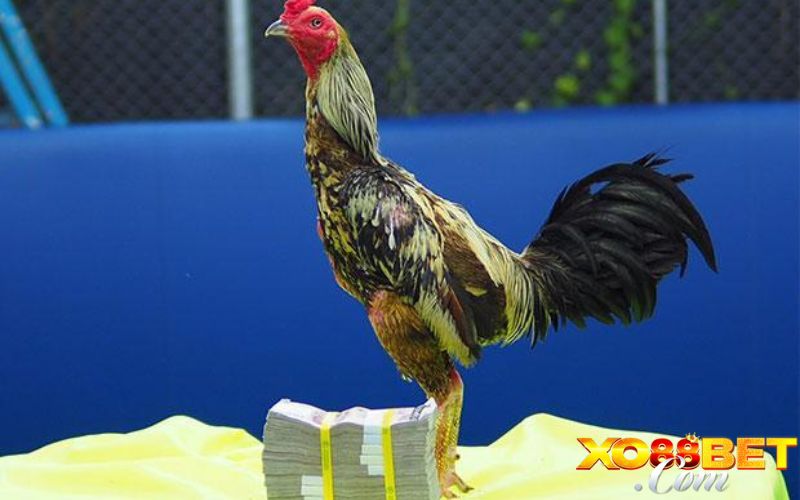 Những lưu ý quan trọng khi xem tướng gà chọi