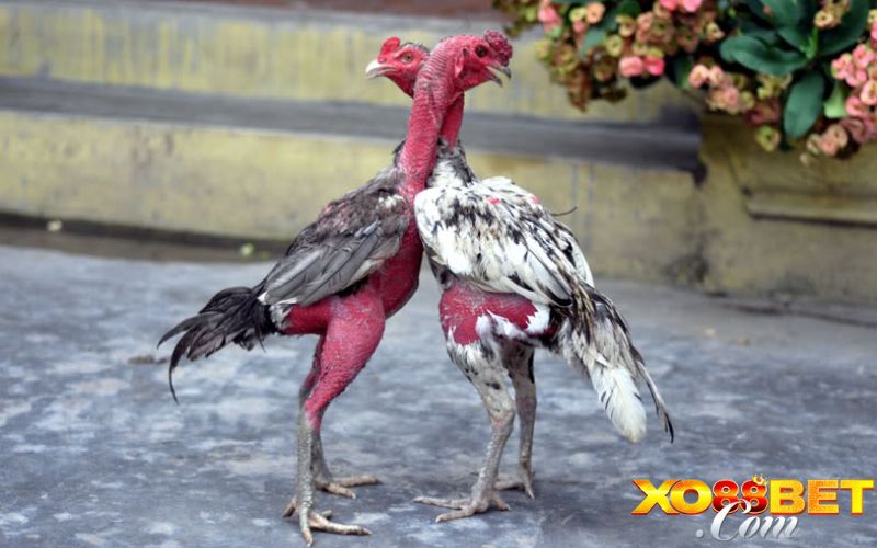 Lý do cần phải xem tướng gà chọi