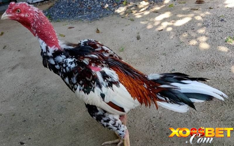 Tổng quan về nghệ thuật xem tướng gà chọi
