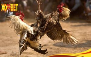 Review cổng cá cược đá gà